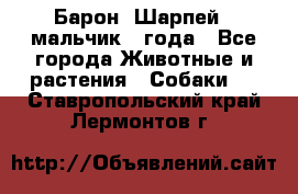 Барон (Шарпей), мальчик 3 года - Все города Животные и растения » Собаки   . Ставропольский край,Лермонтов г.